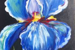 Blue-Irise