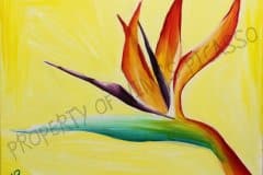 AA-Bird Of Paradise