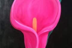 B-Calla.Lilly_